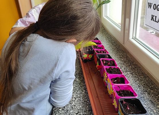Uczennica podlewa cebulki