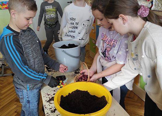 Uczniowie sadzą cebulki w doniczkach