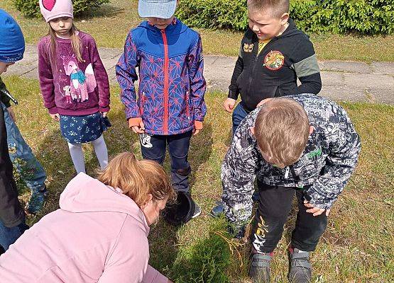 Przedszkolaki sadzą tuje