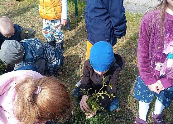 Przedszkolaki sadzą tuje