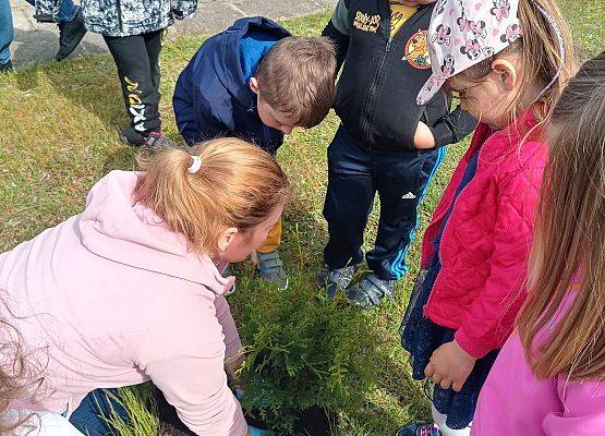 Przedszkolaki sadzą tuje