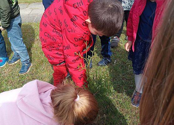 Dzieci sadzą krzewy