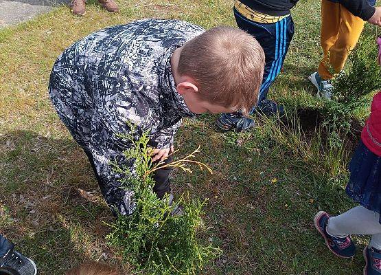 Przedszkolak sadzi krzew