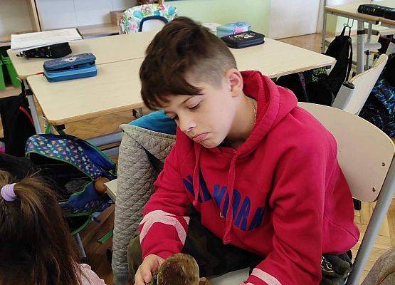 Uczeń ogląda hubiaka pospolitego