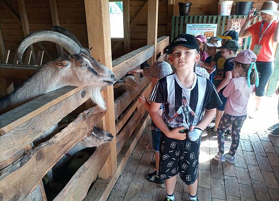 Chłopiec stoi przy zagrodzie z kozami