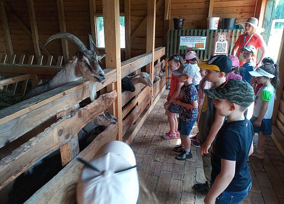 Grafika 15: Jeżyki i Mróweczki na „Farmie Alexa”, w Charbrowie.