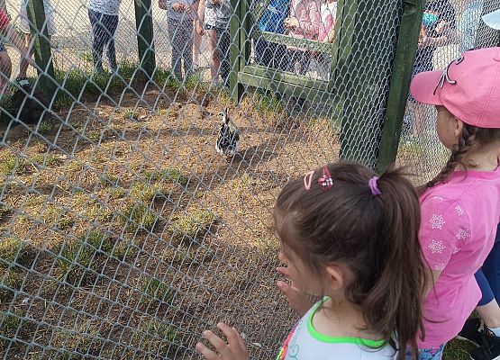 Dzieci oglądają kury w zagrodzie