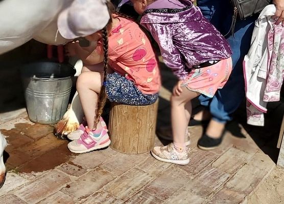 Dziewczynka doi krowę