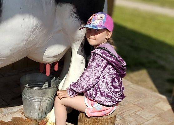 Dziewczynka doi krowę