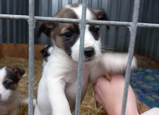 Szczeniaczek w klatce