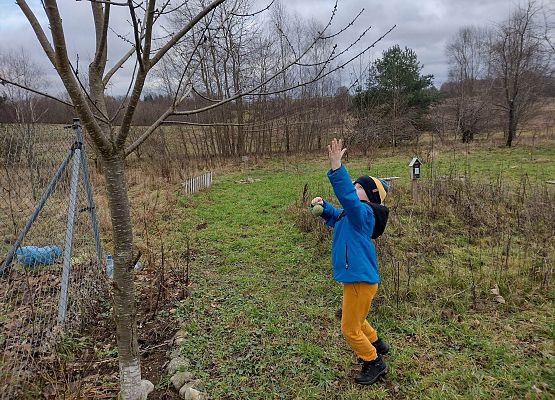 uczeń zawiesza na gałęzi pokarm dla ptaków