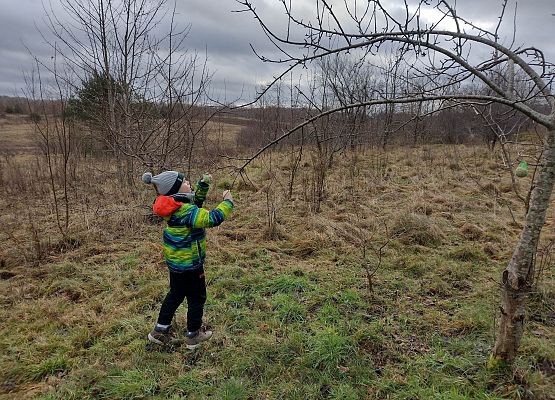 uczeń zawiesza na gałęzi pokarm dla ptaków