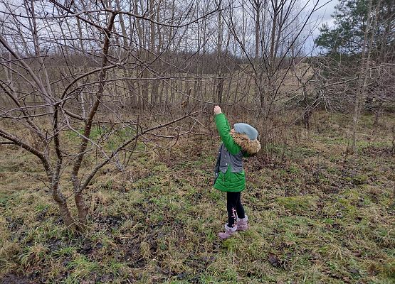 uczennica zawiesza na gałęzi pokarm dla ptaków