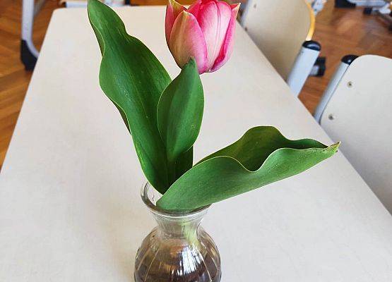 Kwitnązy tulipan
