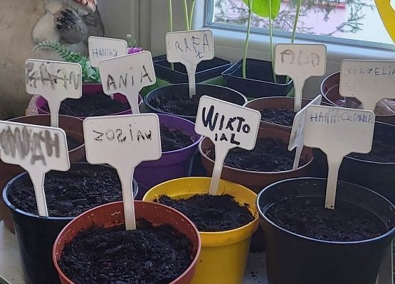 na parapecie ustawione są doniczki z posadzonymi przez dzieci cebulkami