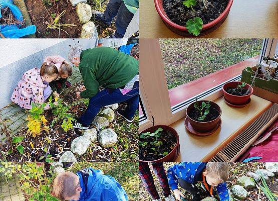 uczniowie sadzą rośliny