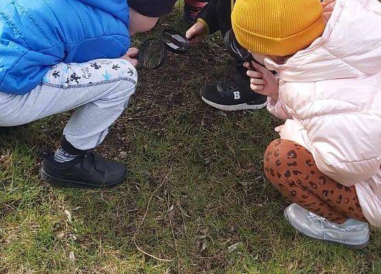 dzieci oglądają rośliny przez lupę