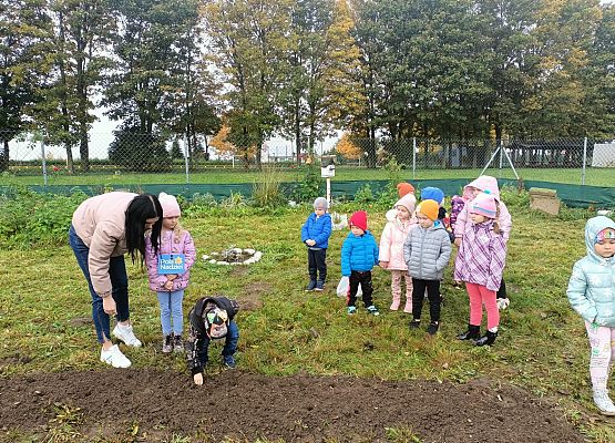dzieci wraz z nauczycielką sadzą żonkile