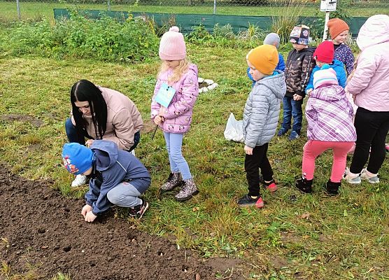 dzieci wraz z nauczycielką sadzą żonkile