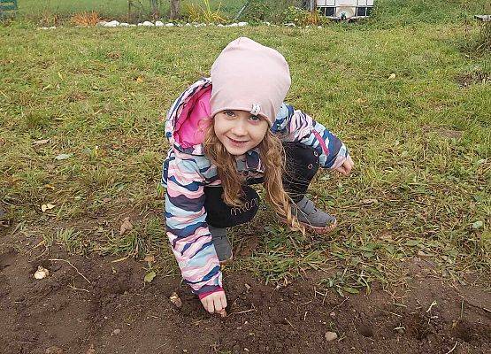 dziewczynka sadzi cebulki żonkili