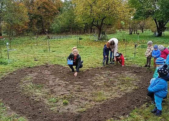 pani opiekunka sadzi żonkile