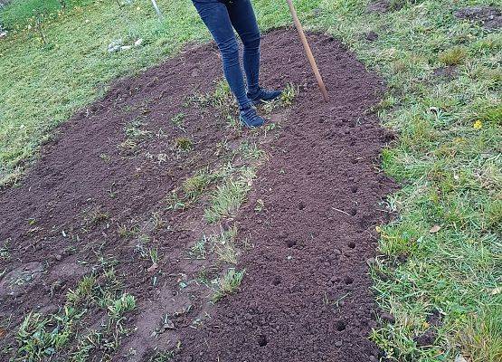 przygotowanie terenu pod sadzenie cebulek żonkili