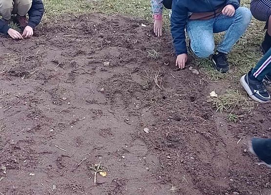 uczniowie sadzą cebulki żonkili