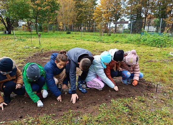 uczniowie sadzą cebulki żonkili