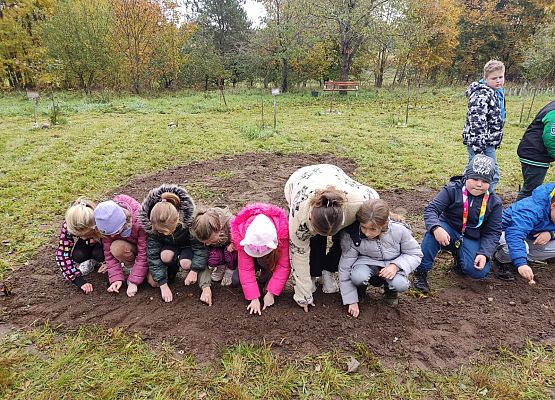 uczniowie sadzą cebulki żonkili