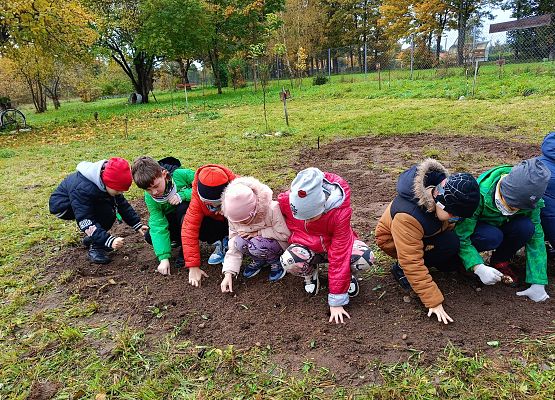 uczniowie sadzą cebulki żonkili
