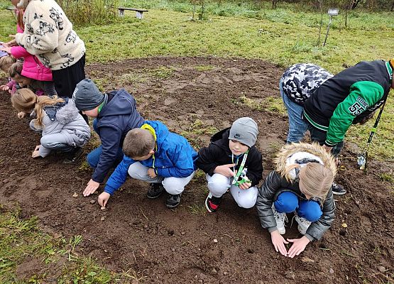 uczniowie sadzą cebulki żonkili