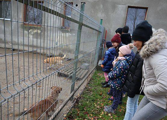 dzieci obserwują pieski