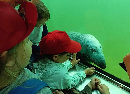 uczniowie obserwują foki