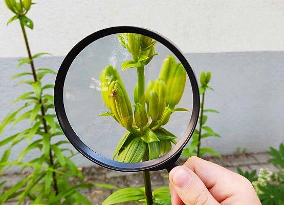 uczniowie oglądają rośliny przez lupę