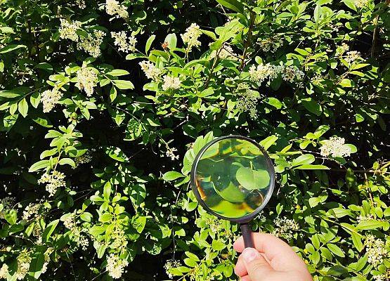 uczniowie oglądają rośliny przez lupę