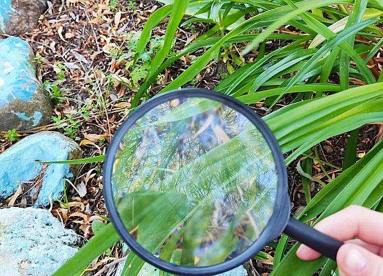 uczniowie oglądają rośliny przez lupę