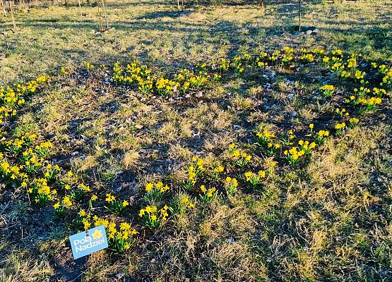 pola nadziei rosnące w szkolnym sadzie