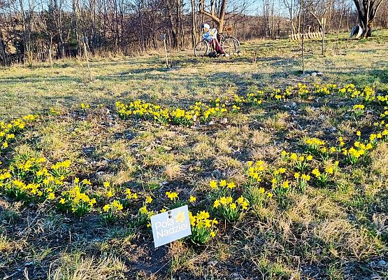 pola nadziei rosnące w szkolnym sadzie