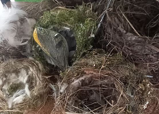 w pracowni warsztatów