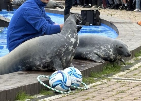 mężczyzna karmi foki