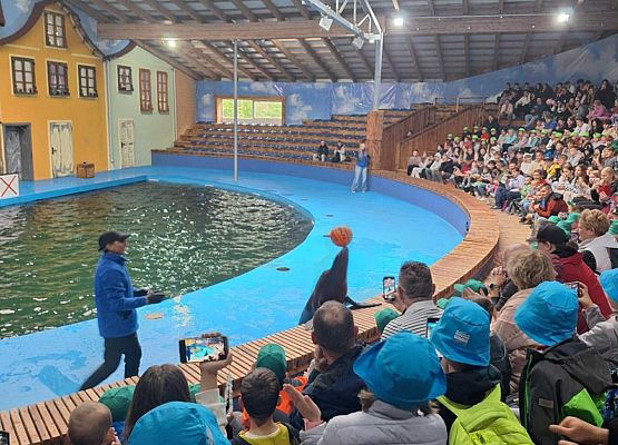 dzieci oglądają pokazy fok