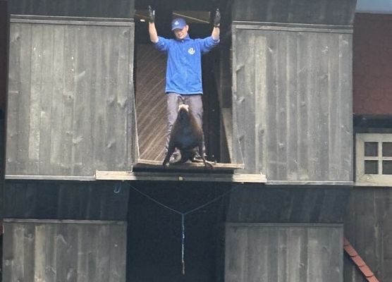 chłopiec stoi na mostku