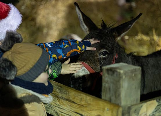 dzieci przy osiołku