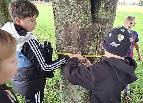 dzieci mierzą drzewa