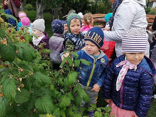 Grafika #14: Jesienna wycieczka do ogrodu warzywnego SÓWKI i LISKI