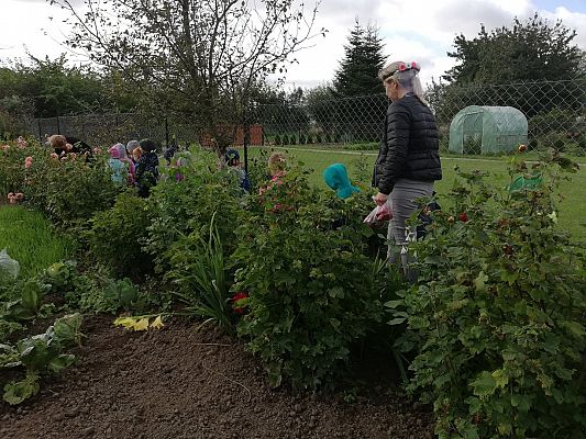 Grafika #11: Jesienna wycieczka do ogrodu warzywnego SÓWKI i LISKI