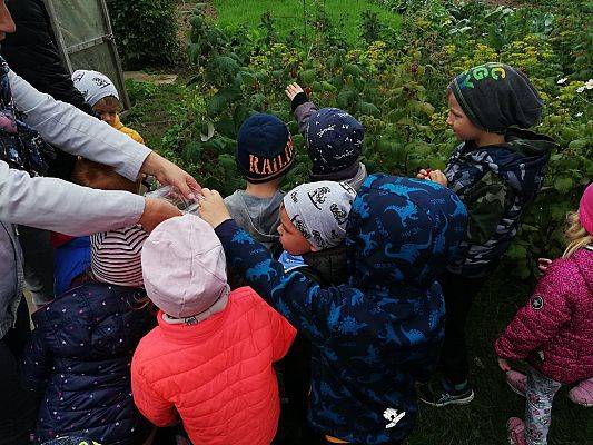 Grafika #12: Jesienna wycieczka do ogrodu warzywnego SÓWKI i LISKI