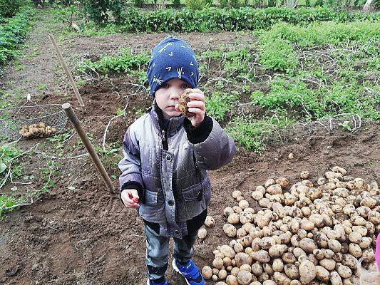 Grafika #2: Jesienna wycieczka do ogrodu warzywnego SÓWKI i LISKI