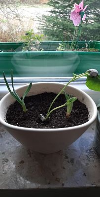 Grafika #23: Prace Leśnych Skrzatów