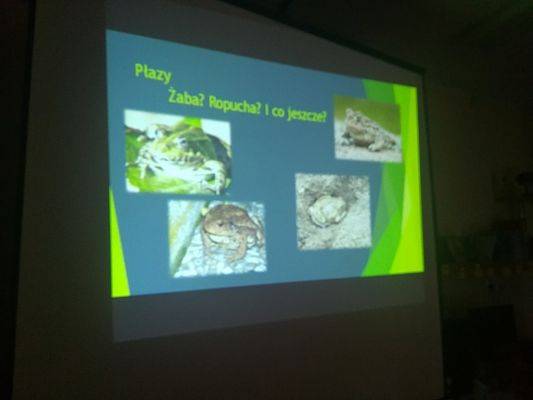 Grafika #0: DZIEŃ ŻABY